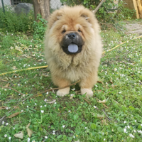 Chow chow cucciolo maschio