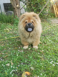 Chow chow cucciolo maschio