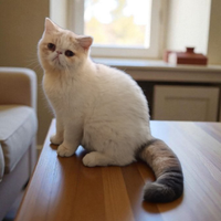 Exotic shorthair