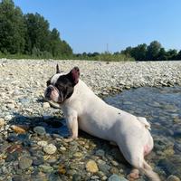 Bulldog Francese disponibile per monta - Torino