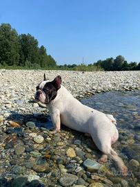 Bulldog Francese disponibile per monta - Torino