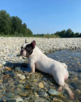 Bulldog Francese disponibile per monta - Torino