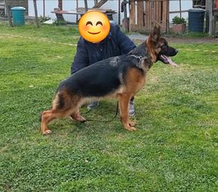 Cucciolona pastore tedesco