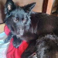 Cuccioli pastore belga