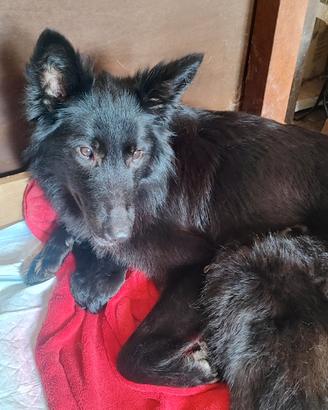 Cuccioli pastore belga