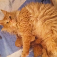 Maine coon rossi con pedigree ENFI
