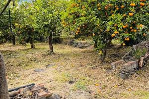 Terreno agricolo e deposito Fiumefreddo di Sicilia