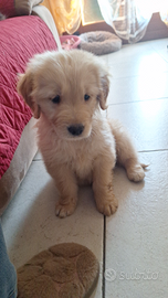 Golden retriver angloamericana