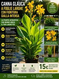 Canna glauca pianta palustre