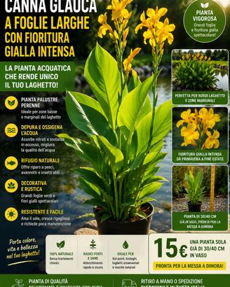 Canna glauca pianta palustre
