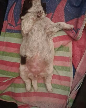 Cuccioli di lagotto romagnolo