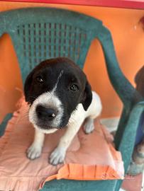 Tipo Husky cane