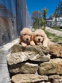 Golden retriver linea americana