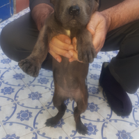 Cuccioli cane corso femmine