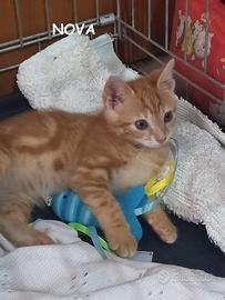 Nova gattina rossa