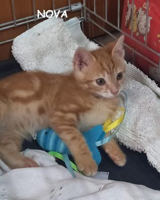 Nova gattina rossa