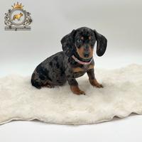 Femminuccia bassotto arlecchino silver