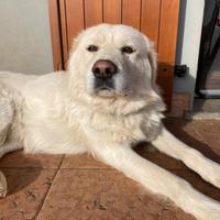 Cani incrocio maremmano