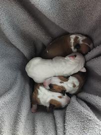 Bull Terrier Miniature