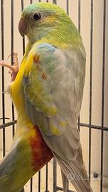 Parrocchetto groppone