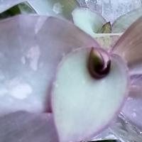 Trandescantia Pallida Blue Sue