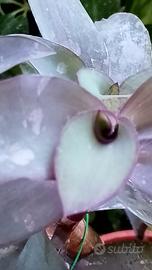Trandescantia Pallida Blue Sue