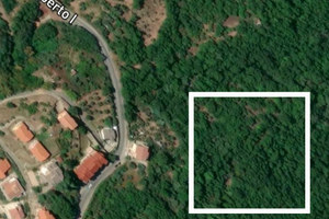 Terreno con 52 alberi di ulivo - querce - pozzo