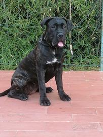 Cucciola Cane Corso Italiano