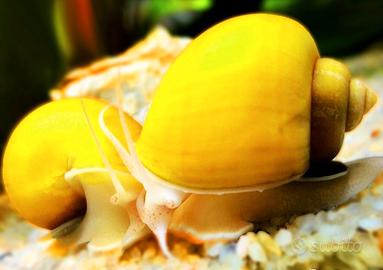 Ampullaria e caridine