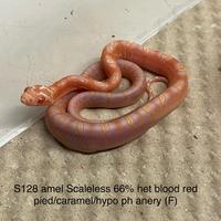 Serpente del grano Baby CB25