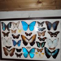 quadro farfalle vere 