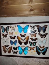 quadro farfalle vere 