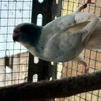 Kakariki mutati maschi e femmine