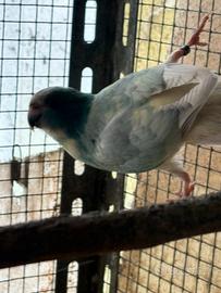 Kakariki mutati maschi e femmine