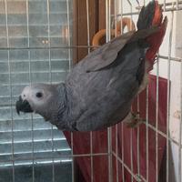 Pulli di pappagalli cenerini