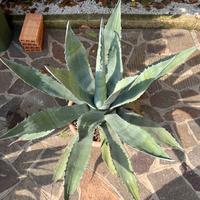 Pianta di agave