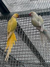 Parrocchetti dal collare