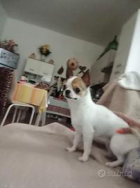Chihuahua fenmina