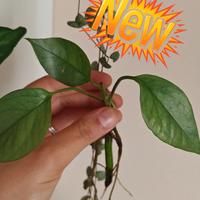 epiprenmum cebu Blue 