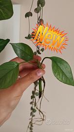 epiprenmum cebu Blue 