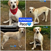 Cuccioli maschi e femmina