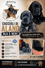 Cuccioli di Alano neri e Blu con Pedigree Enci