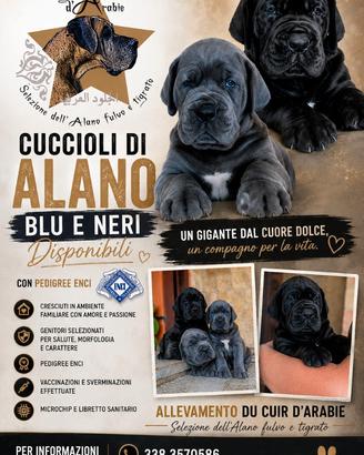 Cuccioli di Alano neri e Blu con Pedigree Enci