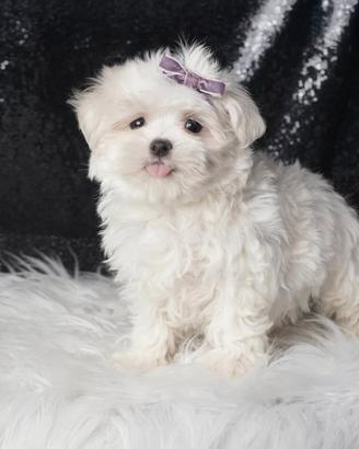 Cucciolina femmina di Maltese