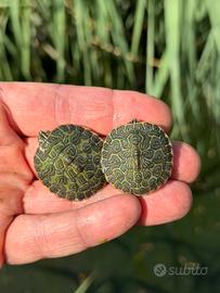 Tartarughine acquatiche