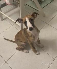 Cucciolo di Whippet
