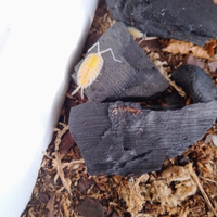 Porcellio Bolivari Lemonade isopodi