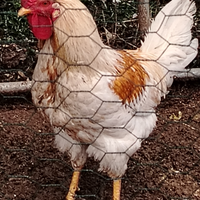 Gallo