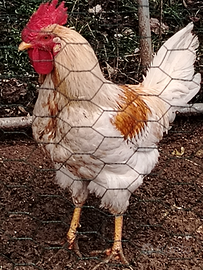 Gallo