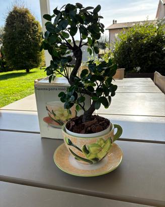 Simpatico Portavaso Kasanova